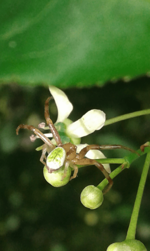 Ebrechtella tricuspidata (Thomisidae)? S, maschio - prov. PD